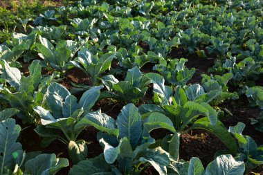 Outdoor farming organic cabbage plants produce homegrown food