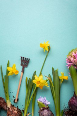 Overhead view of spring hyacinthus daffodils flowers bulb on mint surface