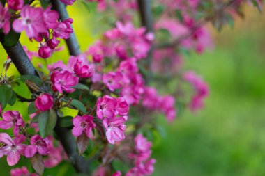 Close up of Spring nature background blooming fruit trees copy space
