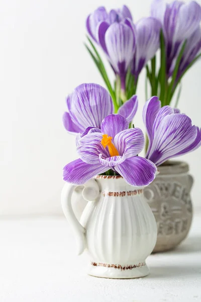 ポット内の春の紫色のクロッカスサフランの閉鎖 — ストック写真