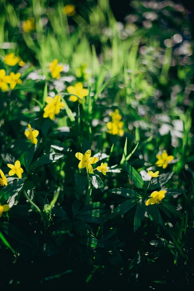 Green Spring Background Wild Yellow Flowers — Zdjęcie stockowe