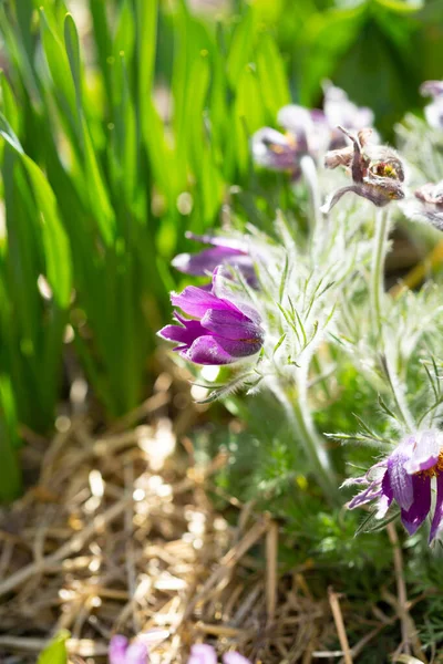 Wild Purple Flowers Close Anemone Spring Green Background — Stockfoto