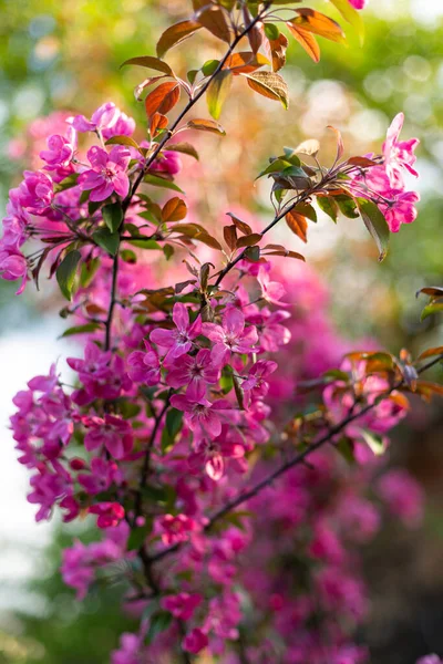 Spring Nature Background Blooming Trees — Stockfoto