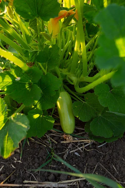 Bahçede Organik Yeşil Sebzeler Yetiştir — Stok fotoğraf