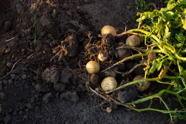 Genç patates kökleri sebze bahçesinde yiyecek topluyor.