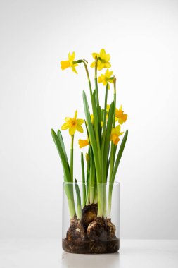 Spring flowers  still life blooming daffodils