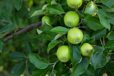 Bunch of  green apples fruit on branches in garden agriculture food