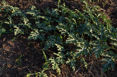 Water melon plantation s in the ground growing food outdoor