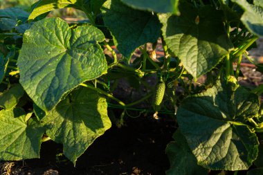 Young cucumber on the plantation  in the ground growing food outdoor