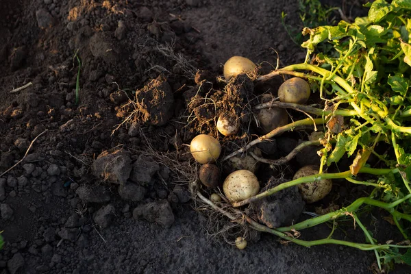 Junge Kartoffelwurzeln Gemüsegarten Bei Der Ernte — Stockfoto