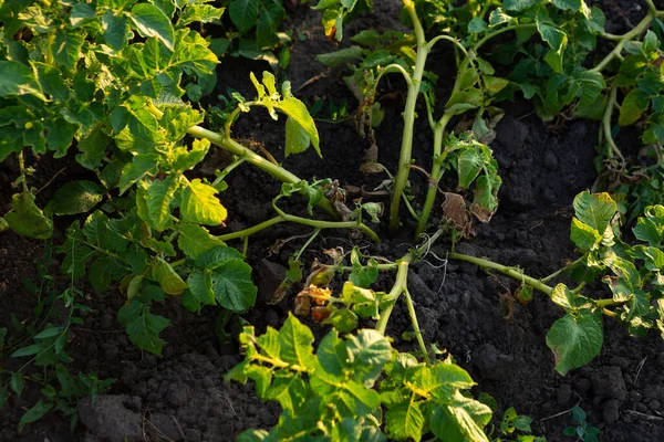Junge Kartoffeln Pflanzen Boden Gemüse Garten Ernte Nahrung — Stockfoto