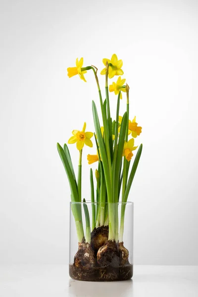 Spring Flowers Still Life Blooming Daffodils — Stockfoto