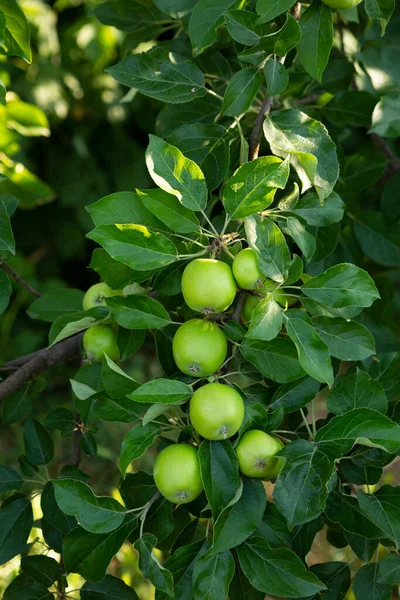 Bunch Green Apples Fruit Branches Garden Growing Food — Stock Photo, Image