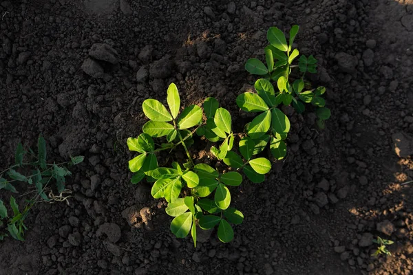 Peanut Seedling Grows Ground Sunlight — стоковое фото