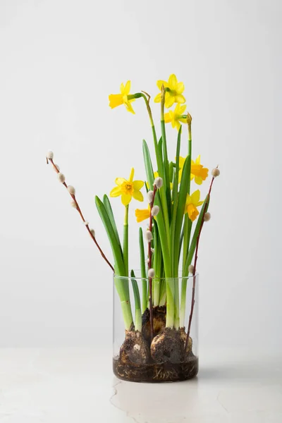 Spring Flowers Still Life Blooming Daffodils Pussy Willow — Fotografia de Stock