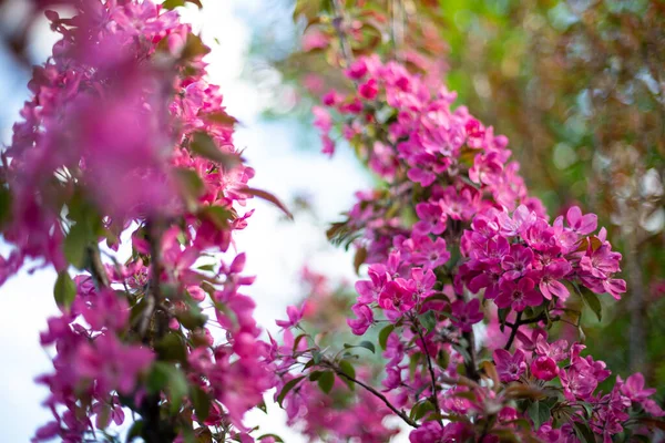 Vår Natur Bakgrund Blommande Fruktträd Rosa Blommor — Stockfoto
