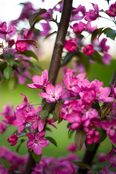 Цветущие Цветы Фруктовых Деревьях Весной — стоковое фото
