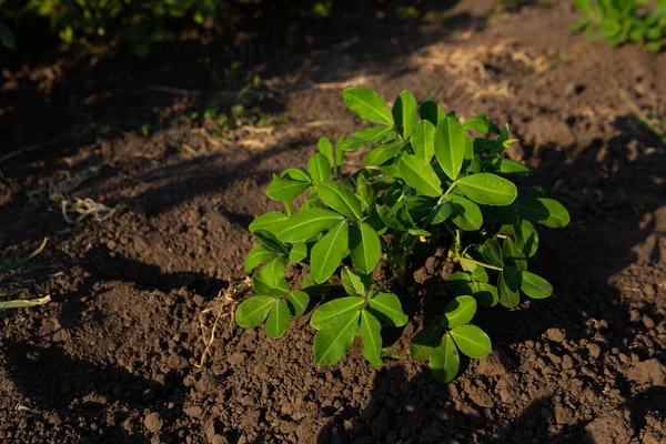 土壌庭で栽培されているピーナッツ植物有機食品 — ストック写真