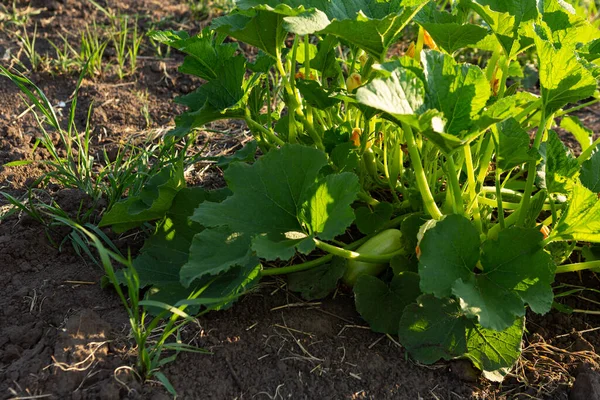 Zucchini Pflanze Mit Blütengemüse Garten Biolebensmittel — Stockfoto