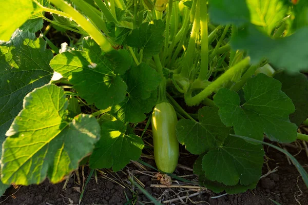 Zucchini Växt Som Växer Jord Grönsaker Trädgård — Stockfoto