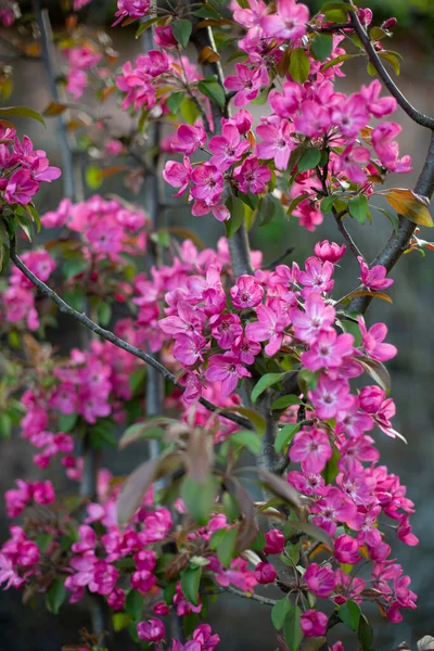 花の実ピンクの花春のコンセプトフルーツ小枝 — ストック写真