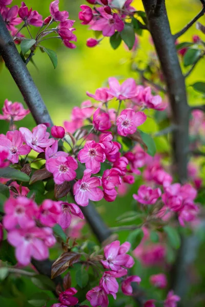 开花的果树粉红色的花春天的概念苹果枝条 — 图库照片