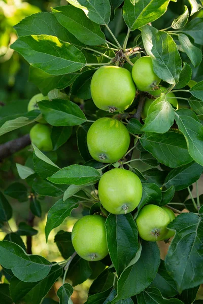 Szüret Zöld Alma Gyümölcs Ágon Kertészeti Élelmiszer — Stock Fotó