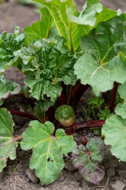 Bahçede büyüyen ravent bitki