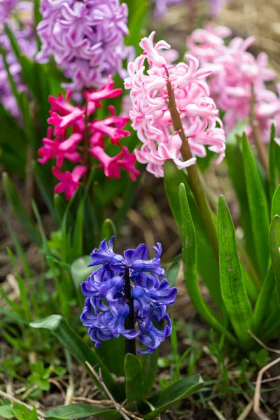 春の前衛にヒヤシンスを開花 — ストック写真