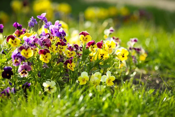 Kleurrijke Viooltjes Bloemen Het Gras Lente Zomer Natuur — Stockfoto