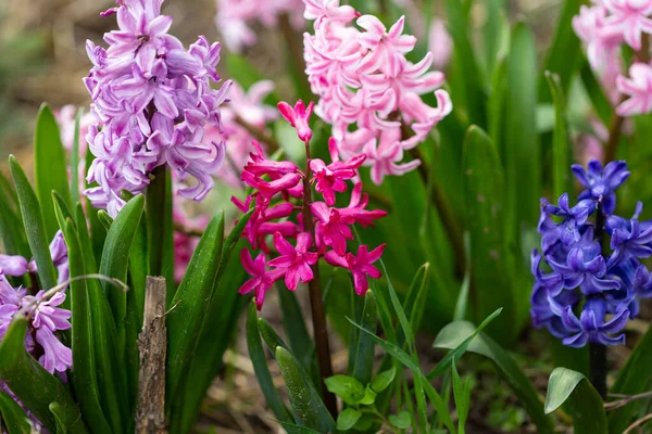 Bloeiende Hyacinten Bloemen Lente Garde — Stockfoto