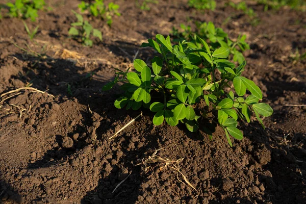 Erdnusspflanze Wächst Auf Dem Boden Gemüse Garten Biolebensmittel — Stockfoto