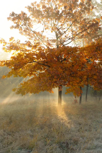 Yellow Tree Sunlight Nature Autumn — Stock Photo, Image