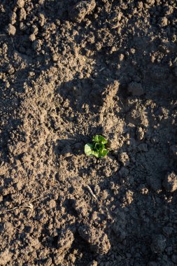 Genç patates yerde filizleniyor.