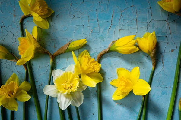 黄色と白のナルシスの花のトップビュー — ストック写真
