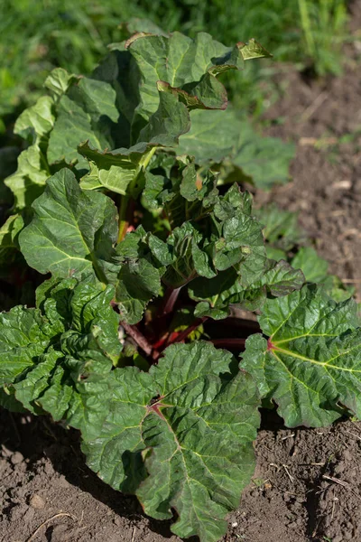 Rhubarb Pie Plant Outdoor Garden — Stock Photo, Image