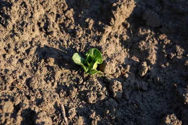 若いジャガイモが地面に芽生え食料概念を植え — ストック写真