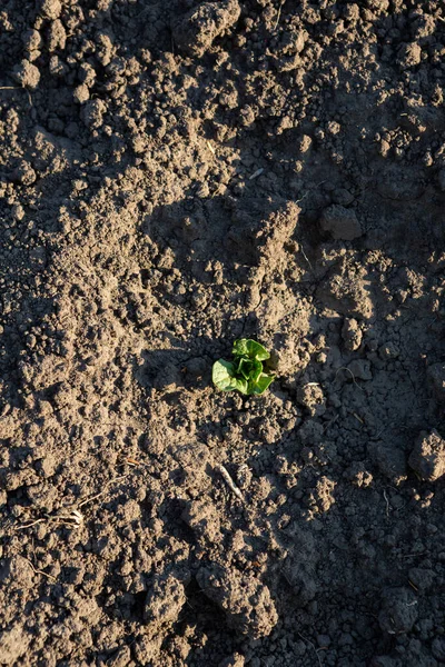 若いジャガイモが地面に芽生え — ストック写真
