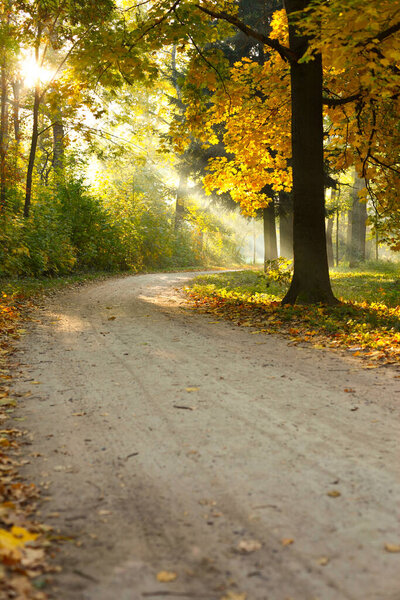 Autumn park landscape with dirt road, nature