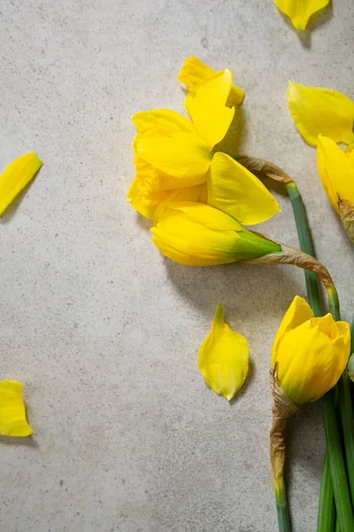 Κίτρινη Νάρκισσος Ανοιξιάτικα Άνθη Τσιμεντένια Επιφάνεια — Φωτογραφία Αρχείου