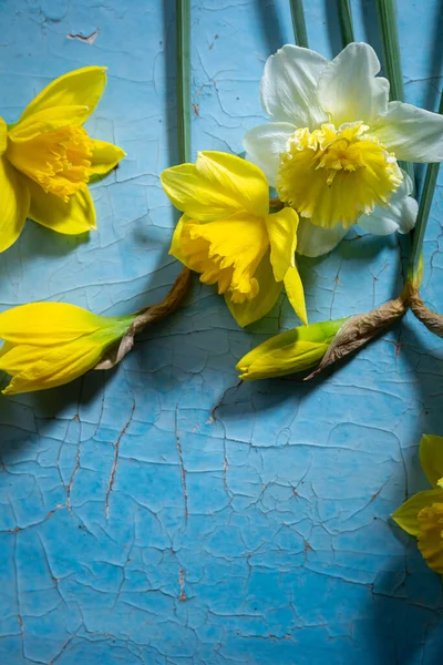 Vista Superior Flores Primavera Narciso Amarelo Branco — Fotografia de Stock