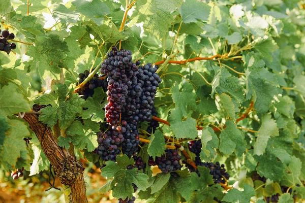 葡萄园枝条上的葡萄 自然葡萄酒的概念 — 图库照片