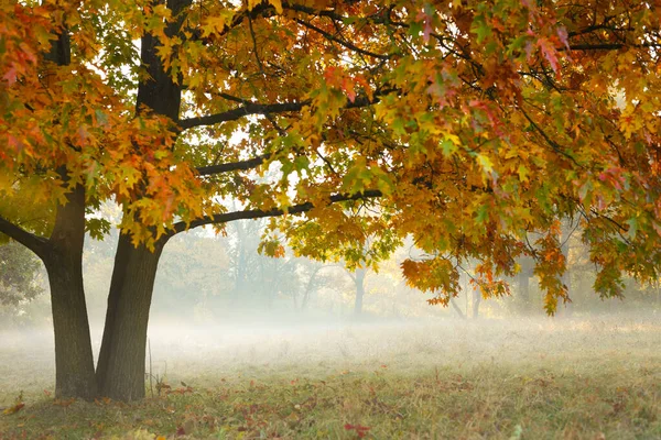 Beautiful Yellow Oak Tree Fog Nature — Stock Photo, Image