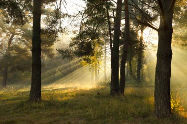 Güneş ışığında eski çam ağaçları, sonbahar sabahı manzarası