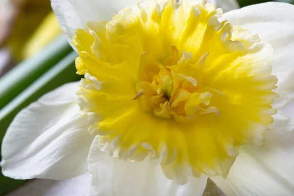 Amarillo Blanco Narciso Flores Primavera Cerca — Foto de Stock