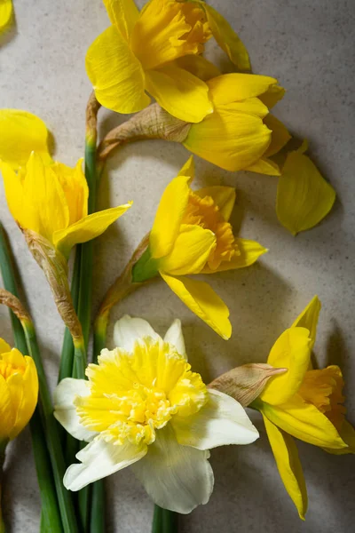 Gele Witte Narcissen Lentebloemen Betonnen Oppervlak — Stockfoto