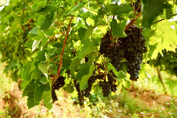 Гілки Винограду Червоного Вина Зовнішня Концепція Виноробства — стокове фото