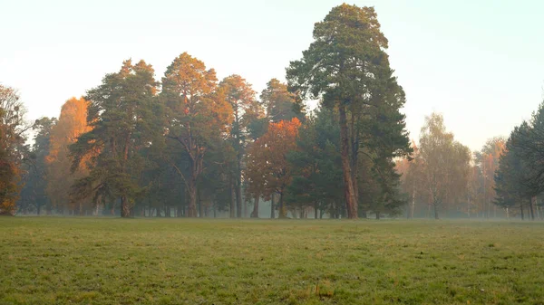 Oude Dennenbomen Mist Weide Natuur Herfst — Stockfoto