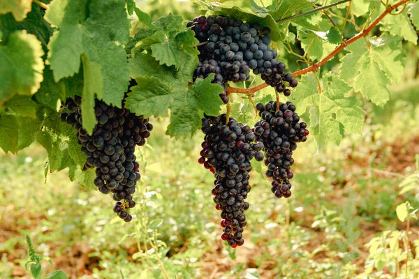 Виноградник Сонячну Погоду Органічна Їжа — стокове фото