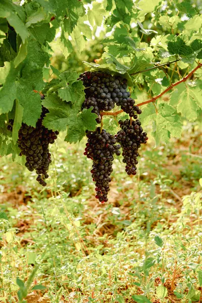 Organic Fresh Red Wine Grape Italy Garden — Stock Photo, Image